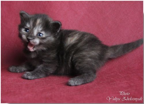 Flexible A Kiss Island Black Staten Kitty To Want Beautiful Seven