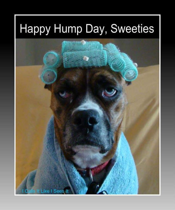 Ago Sweeties Happy Available Sacrament In Hump Day